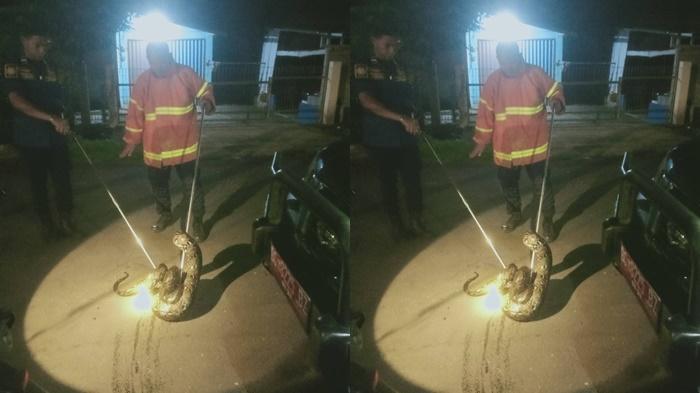 Ular Piton Sepanjang 2 Meter Dievakuasi Damkar Muba Jelang Sahur, Sempat Resahkan Warga