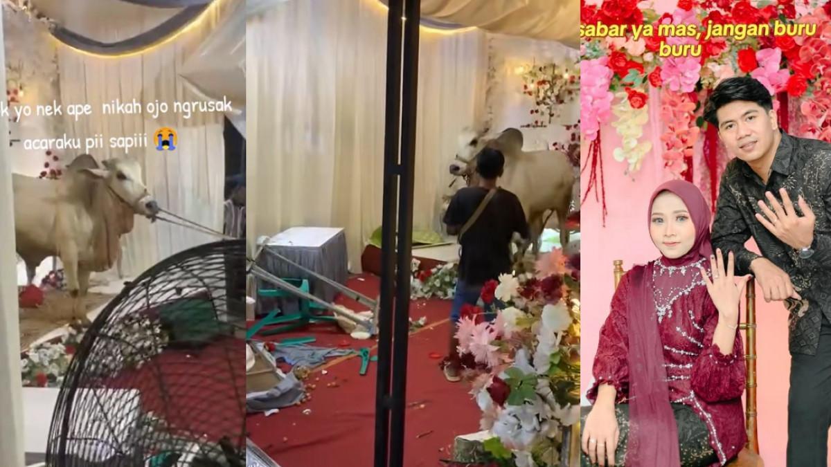 Viral-Sapi-Idul-Adha-Ngamuk-Rusak-Dekorasi-Pernikahan-di-Purwokerto-Pengantin-Emosi-Dekor-Ulang.jpg