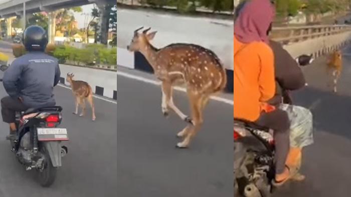 Viral-rusa-tutul-berlarian-dari-arah-Jakabaring-menuju-Jembatan-Ampera.jpg