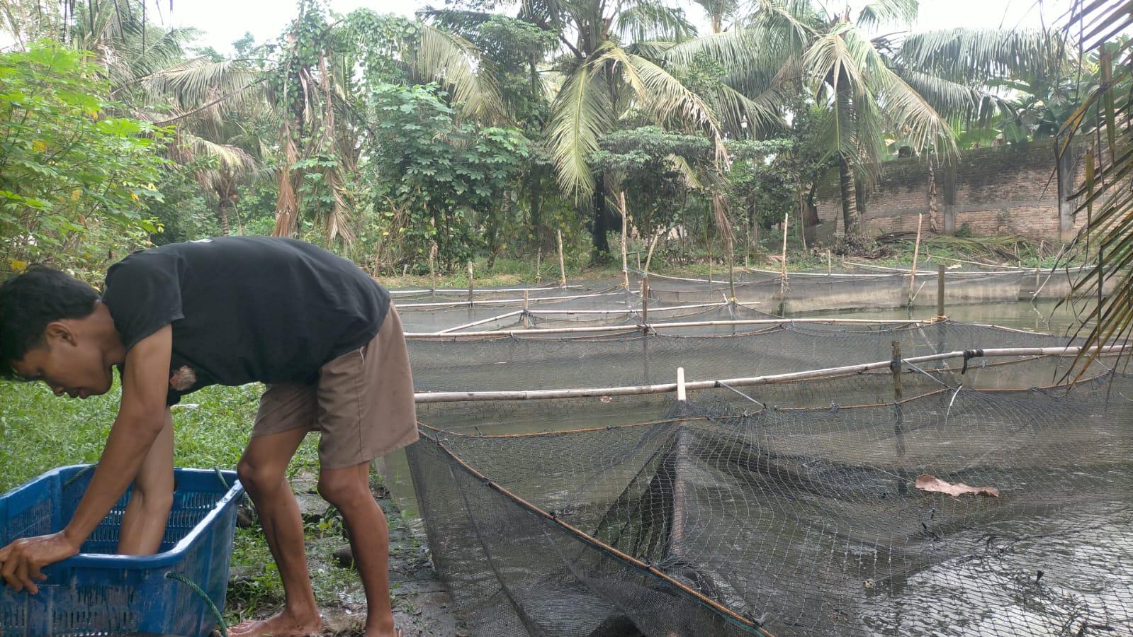 Wahyu-memeriksa-ikan-lele-miliknya-di-pekarangan-rumah.jpg