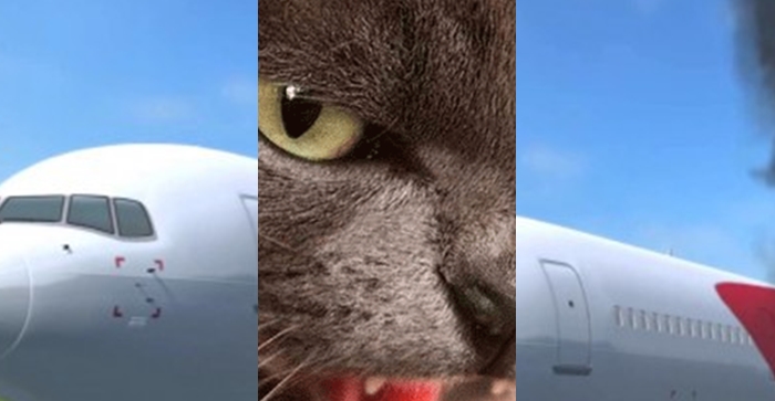 alien-serang-dan-bajak-pesawat-tarco-airlines-seekor-kucing-mengamuk.jpg