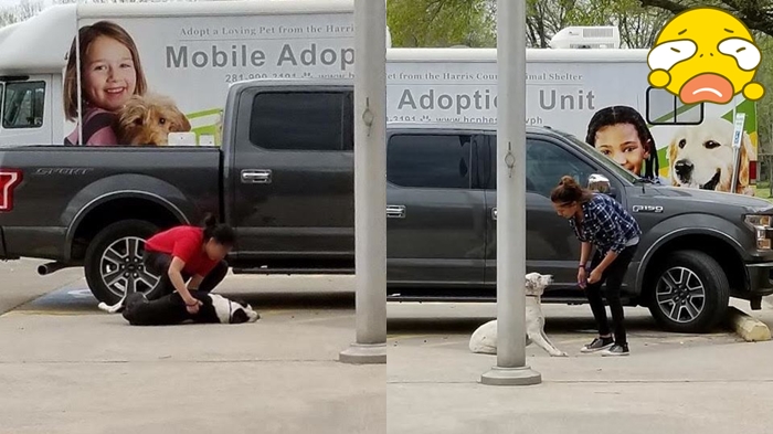 Dua Anjing ini Dibuang Begitu Saja dan Akan Disuntik Mati karena Sakit, Majikannya Cuma Tertawa