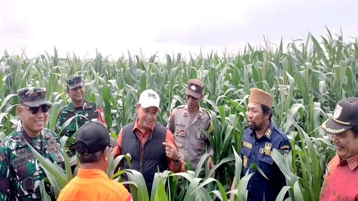 Masuk Musim Kemarau, Petani Muara Sugihan Banyuasin Alihkan Sawah Jadi Lahan Jagung Pakan - Sripoku.com