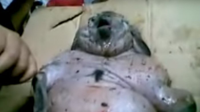 Heboh, Warga Tangkap Babi Ngepet, Tapi Anehnya Kelaminnya Mirip Punya Pria Lihat Videonya