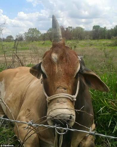 banteng-bertanduk-satu-asal-brazil_20151202_104242.jpg
