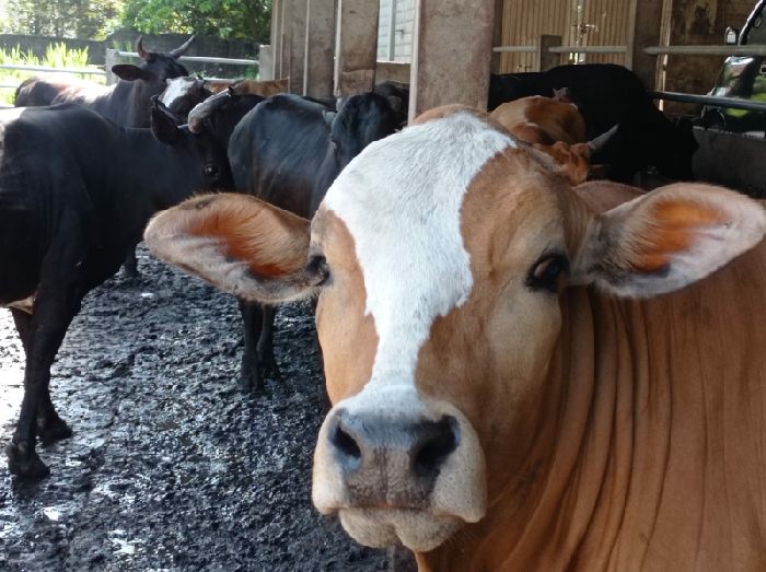Dampak Pandemi, Masyarakat di Palembang Mendadak Banyak Batalkan Pesanan Hewan Kurban