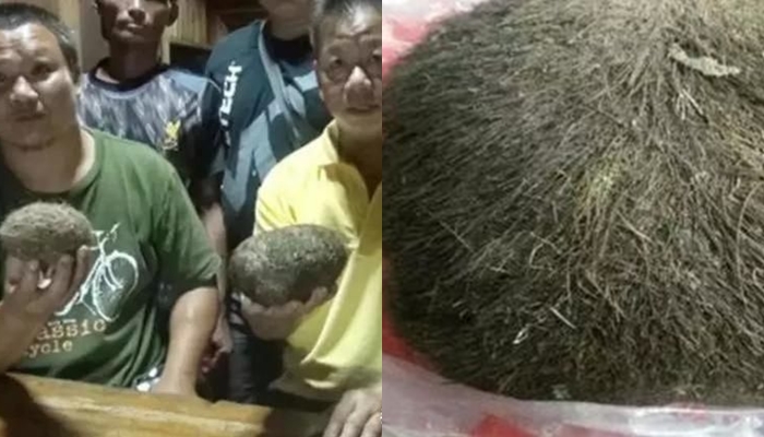 Rezeki Nomplok, saat Sembelih Babi Miliknya Pria Ini Temukan Benda Aneh yang Berbulu, Kaya Mendadak!