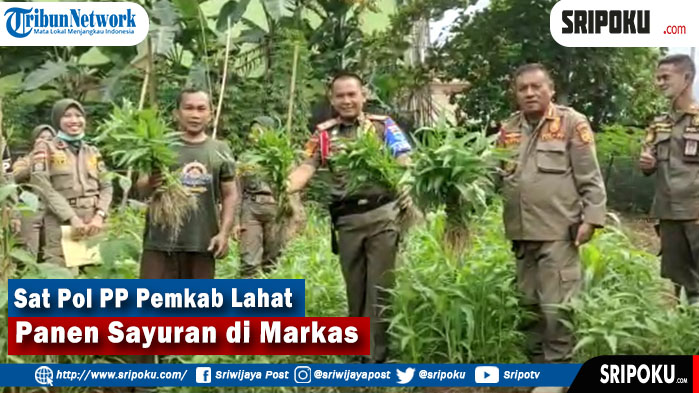 berkebun-bisa-di-mana-saja-sat-pol-pp-pemkab-lahatpanen-sayuran-di-markasnya.jpg