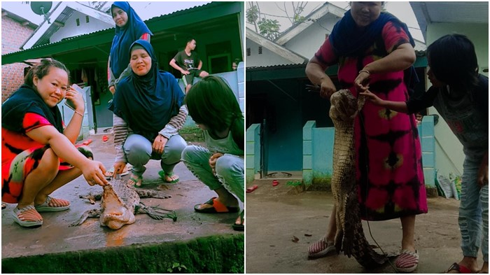 buaya-di-lubuklinggau.jpg