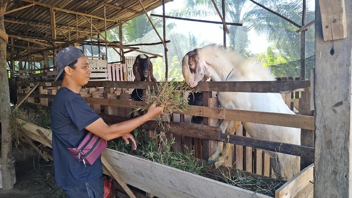 cara-memeriksa-kondisi-kambing-dan-sapi-agar-aman-penyakit-mulut-dan-kuku-1.jpg
