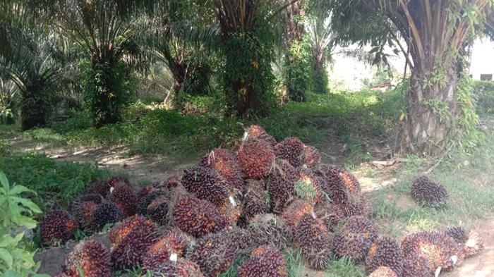 Harga Sawit di OKU Naik Menjadi Rp3.380 per Kilogram - Sripoku.com