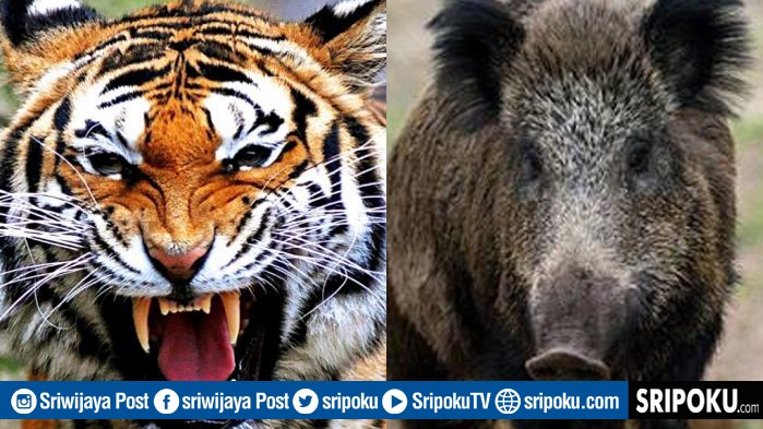 hewan-buas7.jpg