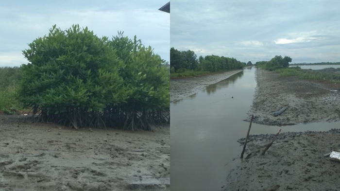 Hutan Bakau di Pantai Timur OKI yang Disenangi Kepiting Bakau Perlu Pelestarian, Berikut Faktornya