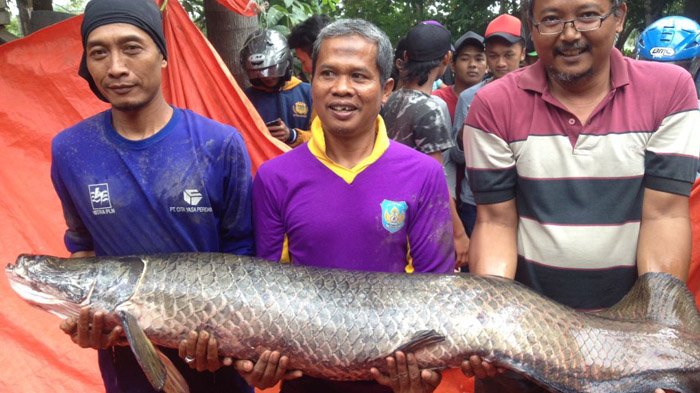 ikan-arapaima-gigas_20180627_072304.jpg