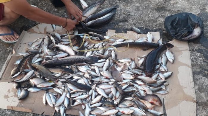 ikan-hasil-ilegal-fishing-atau-penyeteruman.jpg