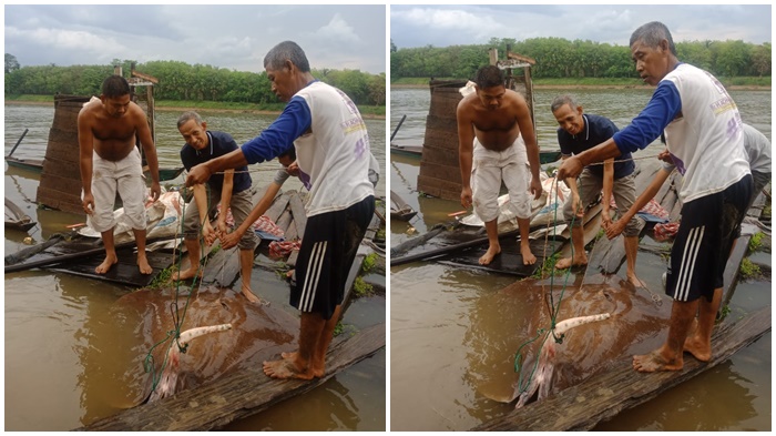 IKAN Pari Raksasa Tersangkut Jaring Nelayan di Teluk Kijing Muba, Bobot 200 Kg, Ini Penampakannya!
