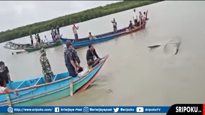 ikan-paus-kembali-ke-tengah-lautan.jpg