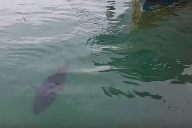 ikan-tuna-burung-camar_20160430_130648.jpg