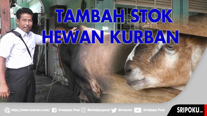 jelang-idul-adha-penjual-hewan-kurban-tambah-stok-sapi-limosin_20180725_163225.jpg