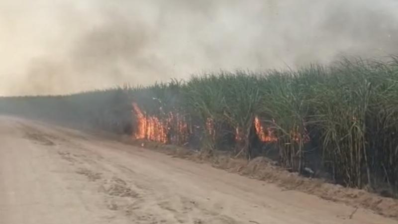 Kebun Tebu Perusahaan di Ogan Ilir Sumsel Dibakar OTK, Warga Keluhkan Abu Beterbangan Masuk Rumah - Sripoku.com
