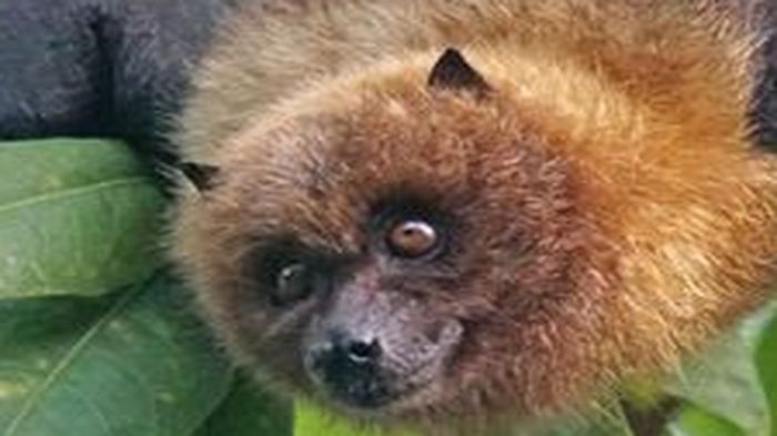 kenali-lima-hewan-yang-diduga-pembawa-virus-corona-di-wuhan-tiga-diantaranya-ada-di-indonesia.jpg