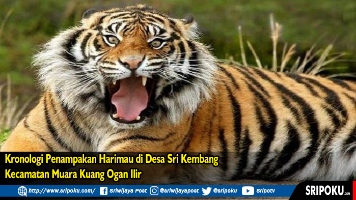 kronologi-penampakan-harimau-di-desa.jpg