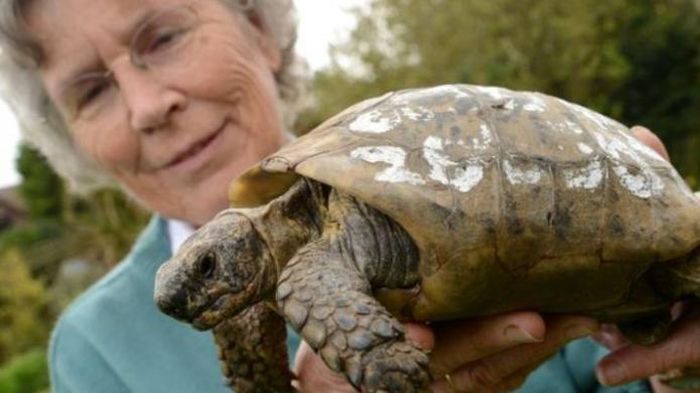 Kura-kura 109 Tahun Balik Lagi ke Tuannya Setelah Hilang Setahun