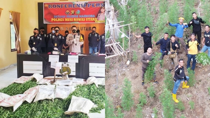 Polisi temukan 1 Ha Lahan Ganja di Bukit Barisan Taman Nasional Kerinci Seblat Sukaraja Muratara