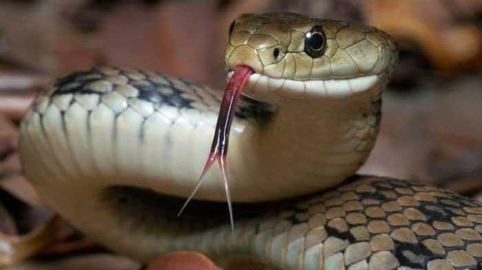 Xotinim yashirin kamera pornosini urmoqda Tula porno erotika