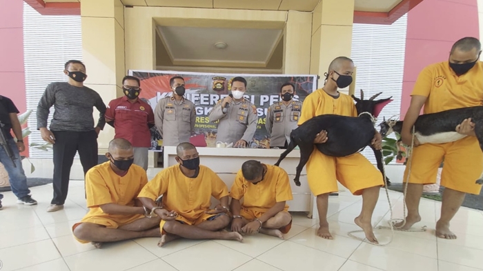 lima-ekor-kambing-di-muba-dicuri.jpg