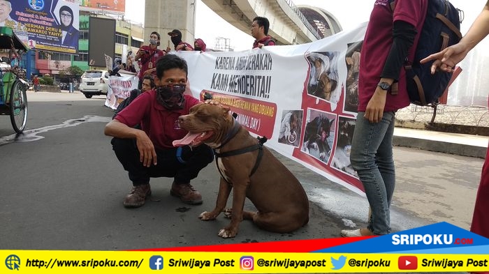 Berita Palembang: World Animal Day, Stop Kekerasan dan Terlantarkan Hewan