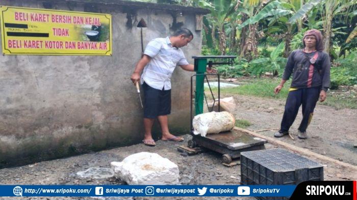Harga Karet Hari Ini di Musi Rawas Sumsel Turun Jadi Rp 6.600 Per Kilogram, Petani Lesu Malas Nyadap