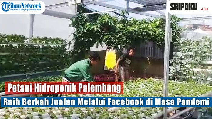 petani-hidroponik-palembang-raih-berkah-jualan-melalui-facebook-di-masa-pandemi.jpg