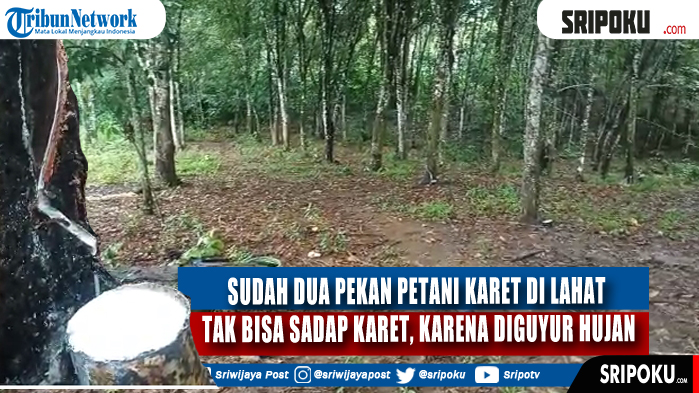 petani-karet-lahat-galau.jpg