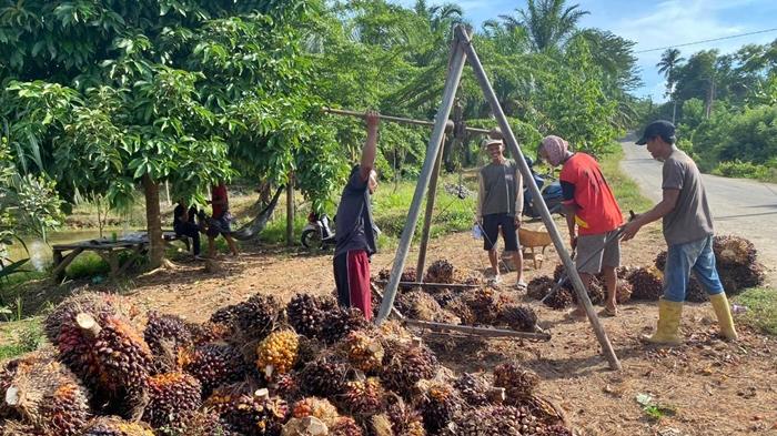 petani-sawit-di-Desa-Semanggus-Kecamatan-Talang-Ubi-Kabupaten-PALI-menimbang-TBS-kelapa-sawit1.jpg
