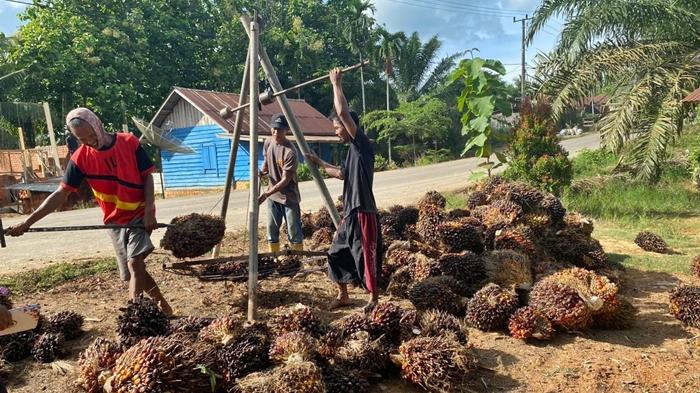 petani-sawit-di-Desa-Semanggus-Kecamatan-Talang-Ubi-Kabupaten-PALI-menimbang-TBS-kelapa-sawit2.jpg
