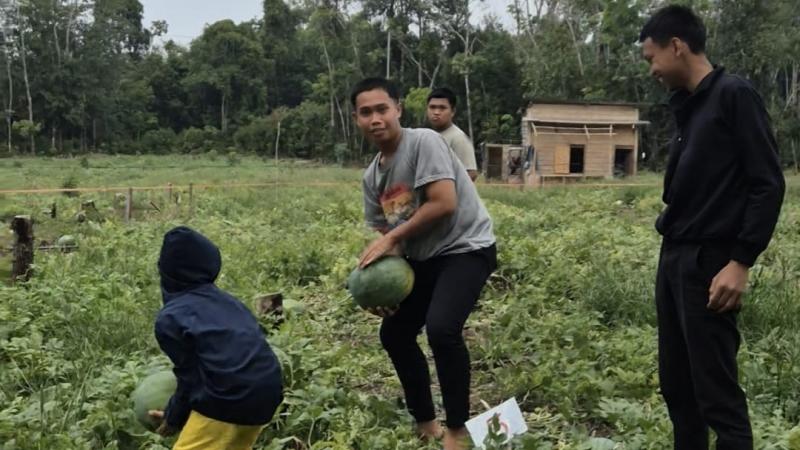 Jangan Asal Lahan Berpasir, Tips Menanam Semangka di Cuaca Panas dari Petani Asal Prabumulih Sumsel - Sripoku.com