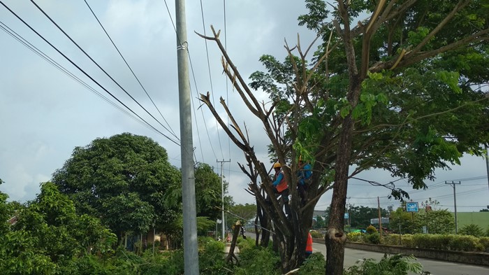 petugas-pln-potong-dahan-mengganggu-listrik.jpg
