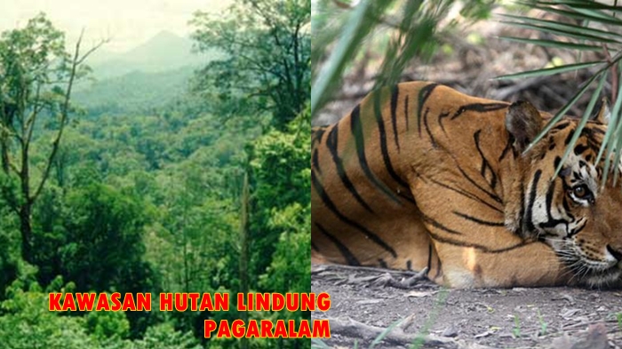 polisi-langsung-lacak-jejak-harimau-di-desa-kerinjing-pagaralam-ungkap-fakta-di-hutan-lindung.jpg