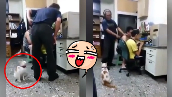 pria-ini-pura-pura-marahi-anaknya-lihat-apa-yang-dilakukan-kucing-ini_20180712_090959.jpg
