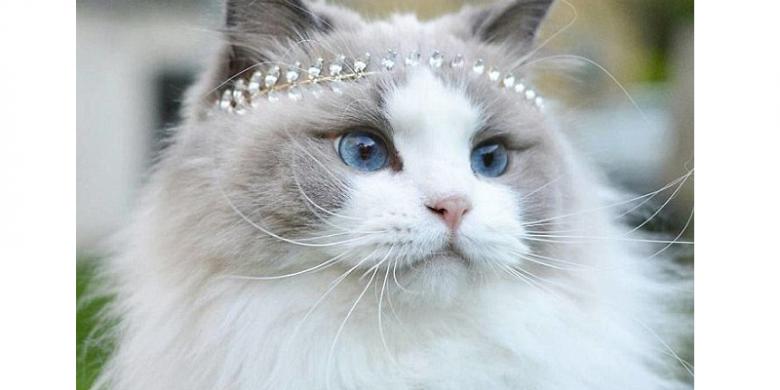 Dari Penyakit Hingga Bencana Alam mampu Dideteksi Hewan-hewan Ini