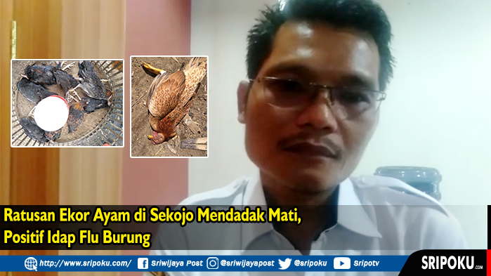 ratusan-ekor-ayam-di-sekojo-mendadak-mati-positif-idap-flu-burung.jpg