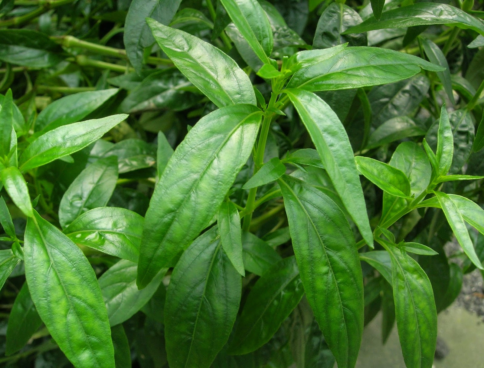 Kolestrol Tinggi, Gunakan Daun Sambiloto Dengan Pengolahan yang Benar