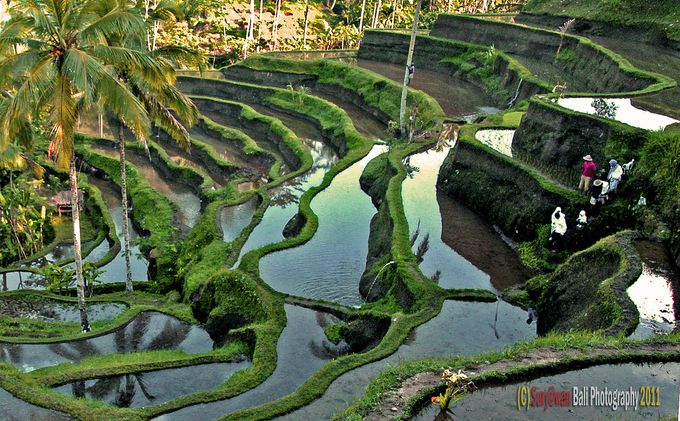 sawah-ceking-ubud-gianyar-bali_20170224_135510.jpg