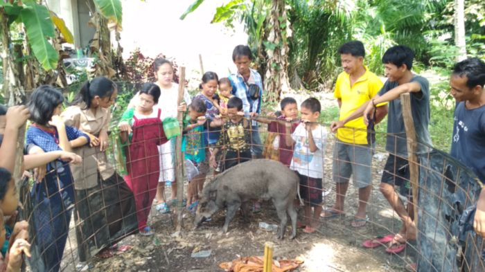 HEBOH Babi Hutan Tiba-tiba Jinak di Muratara, Ini Kata Anggota Persatuan Olahraga Berburu Babi
