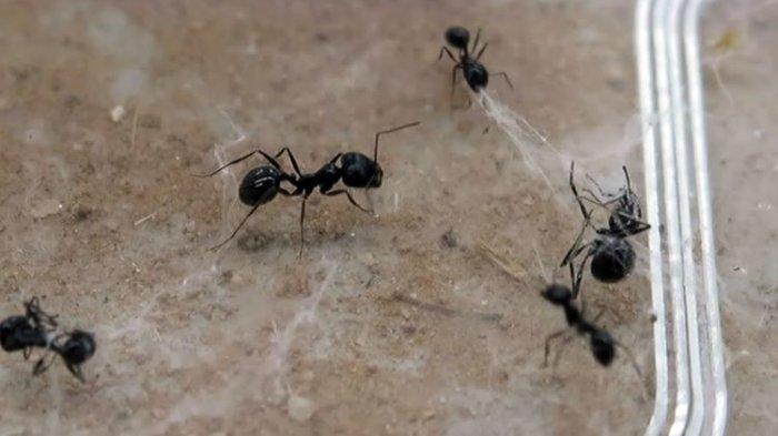 Ada yang Dilarang Dibunuh oleh Allah Karena Senantiasa Bertasbih, Ini 10 Hewan Kesayangan Malaikat