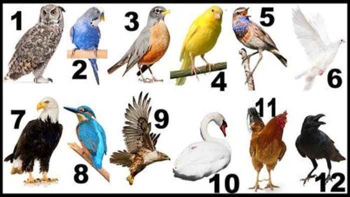 tes-kepribadian-burung-lambang-bulan-kelahiran.jpg