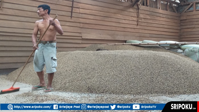 tumpukan-biji-kopi-disalah-satu-gudang-pengumpul-kopi-di-kota-pagaralam.jpg