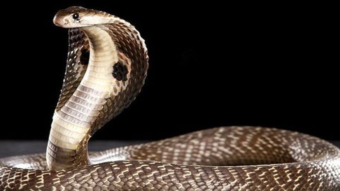 ular-kobra-salah-satu-jenis-ular-berbisa-di-indonesia.jpg