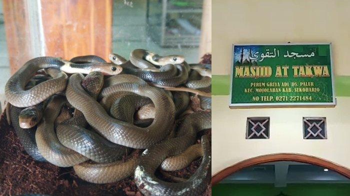 ular-kobra-yang-ditemukan-di-masjid.jpg